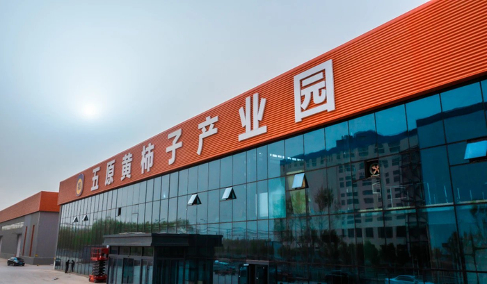 五原黄柿子产业园。