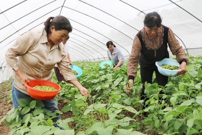   在江苏省灌云县同兴镇五里村，养殖户在大棚收获豆丹（2023年6月15日摄）。（新华社发 吴正祥 摄）