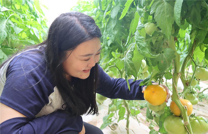 游客采摘黄柿子。