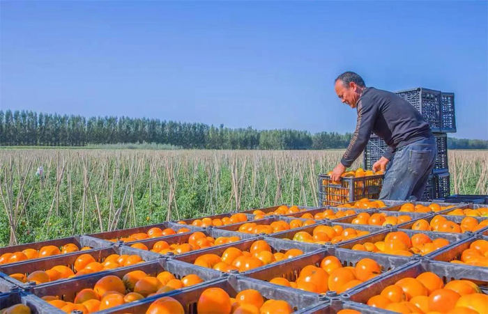 五原黄柿子装箱发运。