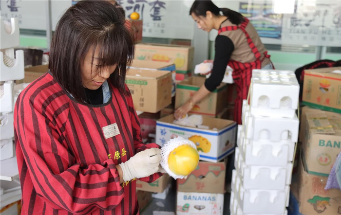 工人在打包黄柿子。