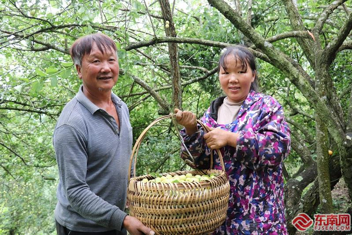 果农采摘一箩筐的青梅。东南网记者陈巧玲 摄