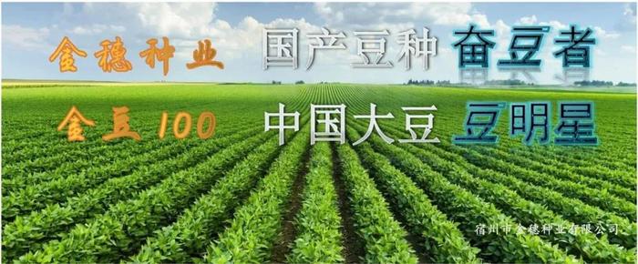 重大突破！全国大豆主导品种 终于有了安徽“席位” ~ 金豆99 入选 2024年农业主导品种