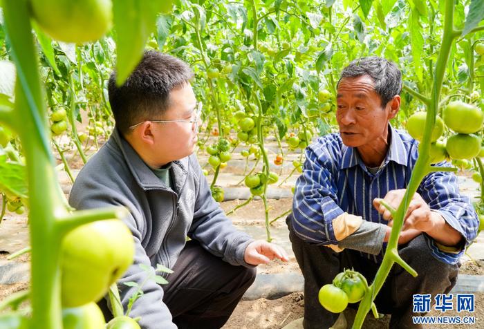 中国农业大学博士研究生王乐（左）正在指导村民进行田间管护。新华网 发（张宗昌 摄）
