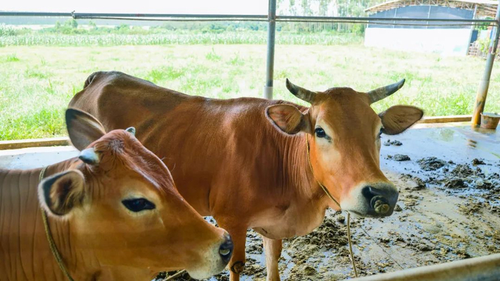 三雷黄牛。陈文 摄