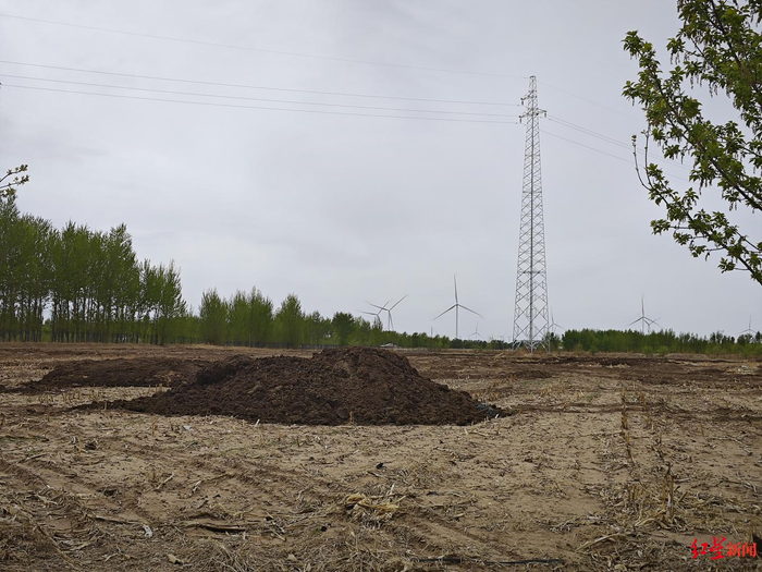 ▲张家兄弟承包土地内的牛粪