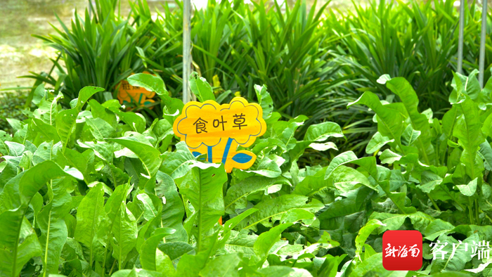 　　基地内的食叶草。记者 余育桑 摄