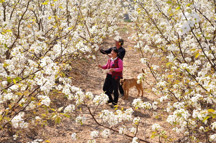 黄斗景村梨农在授粉作业