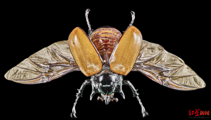 ▲国家二级保护动物阳彩臂金龟头部显微结构