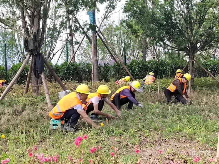 工人们正在打理花卉苗木（央广网记者 昌思荣 摄）