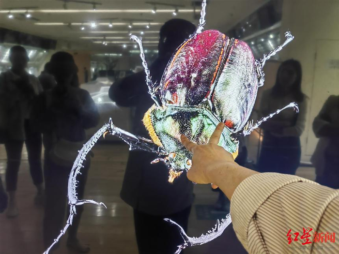 ▲超高清昆虫标本数字化展示