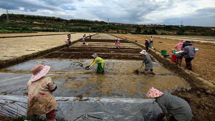   2024年4月21日，云南省永仁县维的乡夜可腊村的村民在进行水稻育秧。新华社发