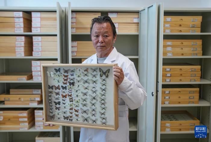   达娃在位于拉萨的西藏自治区高原生物研究所展示馆藏的蝴蝶标本（4月22日摄）。新华社记者 晋美多吉 摄