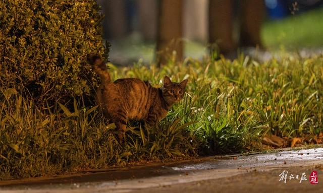 公园内的流浪猫。 孟雨涵 摄