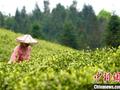 贵州沿河：“白叶一号”茶叶让荒山变“金山”