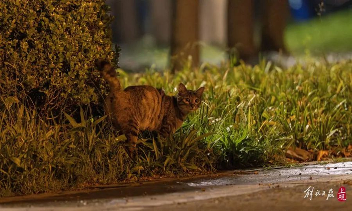 公园内的流浪猫。 孟雨涵 摄