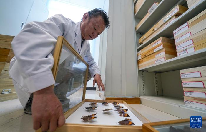   达娃在位于拉萨的西藏自治区高原生物研究所检视昆虫标本（4月22日摄）。新华社记者 晋美多吉 摄