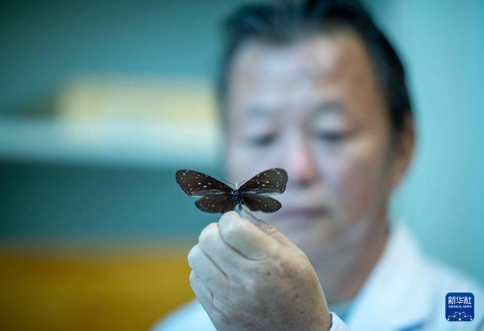   达娃在位于拉萨的西藏自治区高原生物研究所识别蝴蝶样品特征（4月22日摄）。新华社记者 旦增尼玛曲珠 摄