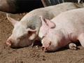 1583万吨！一季度全国猪肉产量同比下降，能繁母猪也在降，拐点临近？