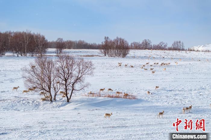 2023年12月，上万只黄羊跨境进入阿尔山境内越冬，数量较往年激增。毕力格 摄