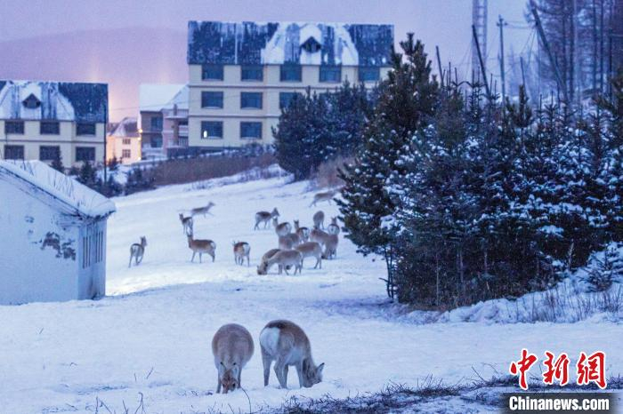  2024年1月，跨境而来的野生黄羊进入阿尔山市区觅食。毕力格 摄