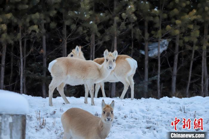  2024年1月，跨境而来的野生黄羊已经习惯了在中国的生活，即使被围观也毫不畏惧。毕力格 摄