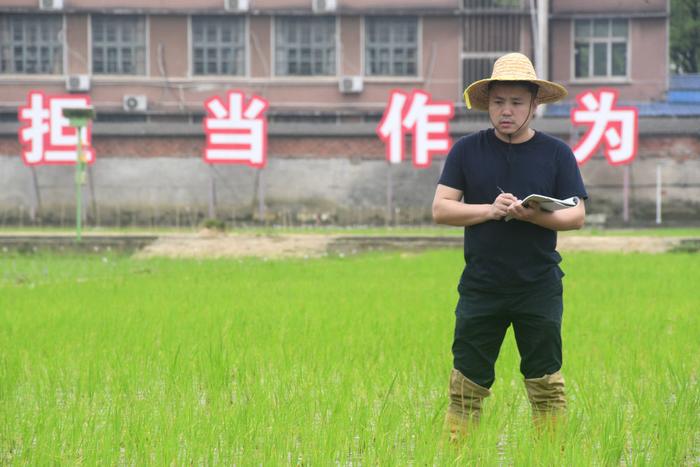 4月27日，韶也在湖南杂交水稻研究中心的试验田里记录水稻生长数据。新华社记者 周勉 摄