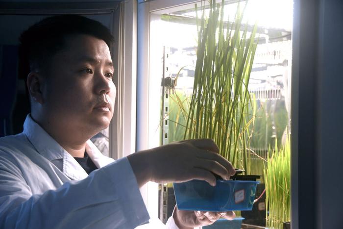 4月27日，韶也在位于湖南长沙的杂交水稻实验室观察水稻。新华社记者 周勉 摄