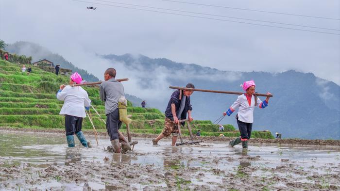 在龙胜龙脊梯田，当地村民在进行农事活动（央广网发 王战飞 摄）