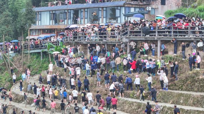 龙胜龙脊“开耕节”活动吸引了众多游客前来参加体验（央广网发 王战飞 摄）