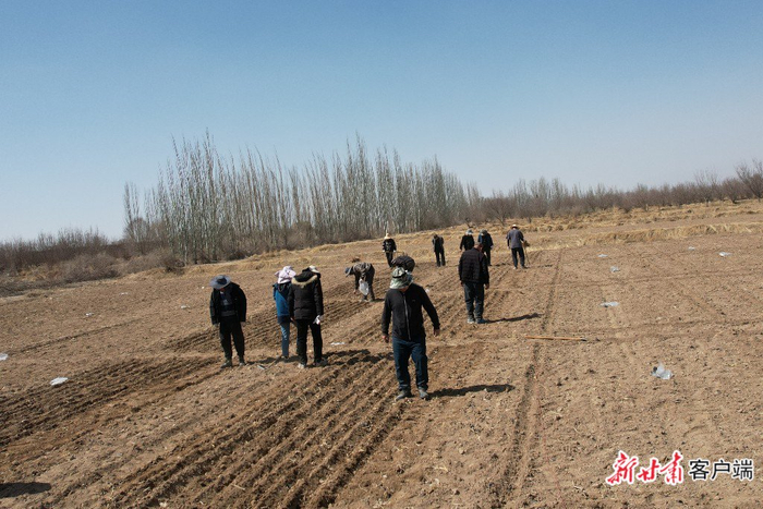 年来张官禄所在团队带着这样的问题,把不同品种的燕麦种子播进了天祝