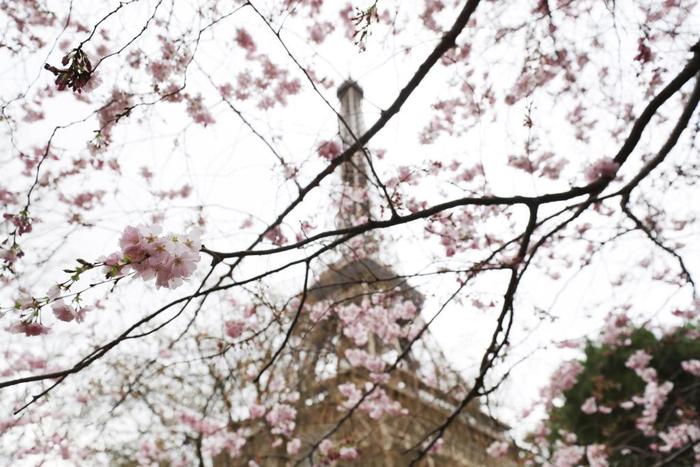 2023年3月19日，法国巴黎埃菲尔铁塔下春花绽放。（新华社记者 高静 摄）