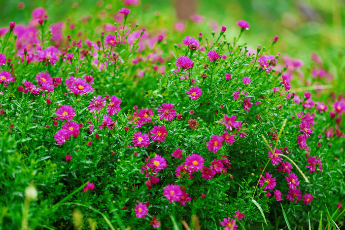 图片来源：津云