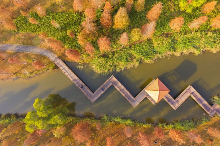 滨湖公园的水杉林。蓝伟强 摄