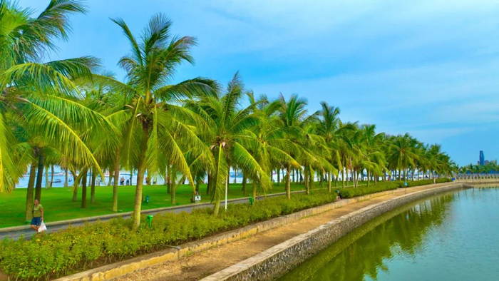 椰林环绕。吴东俊 摄