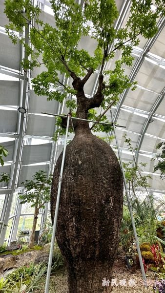 图说：弥勒异木棉