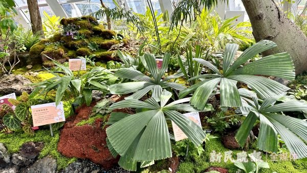 图说：山地植物馆中主要种植生长在山谷洞穴里的植物