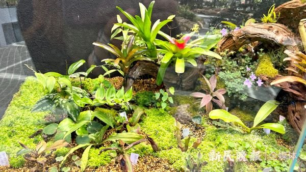图说：雨林缸里的苔藓