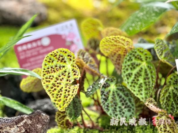 图说：黑峰秋海棠