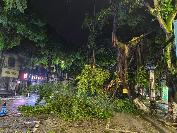 5月4日夜间受大风影响，崇左部分树木被折断或连根拔起。莫海清 黄淑梅 摄