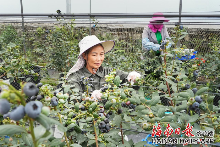 资料图：琼中什寒村蓝莓喜获丰收。孟志军 摄