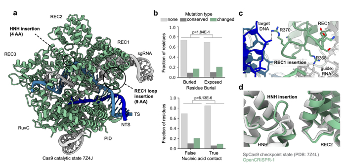 OpenCRISPR-1 的结构分析。