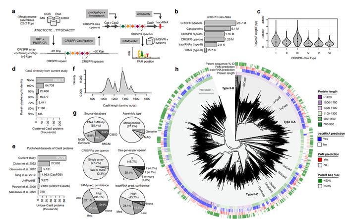 CRISPR-Cas 图谱的形成。