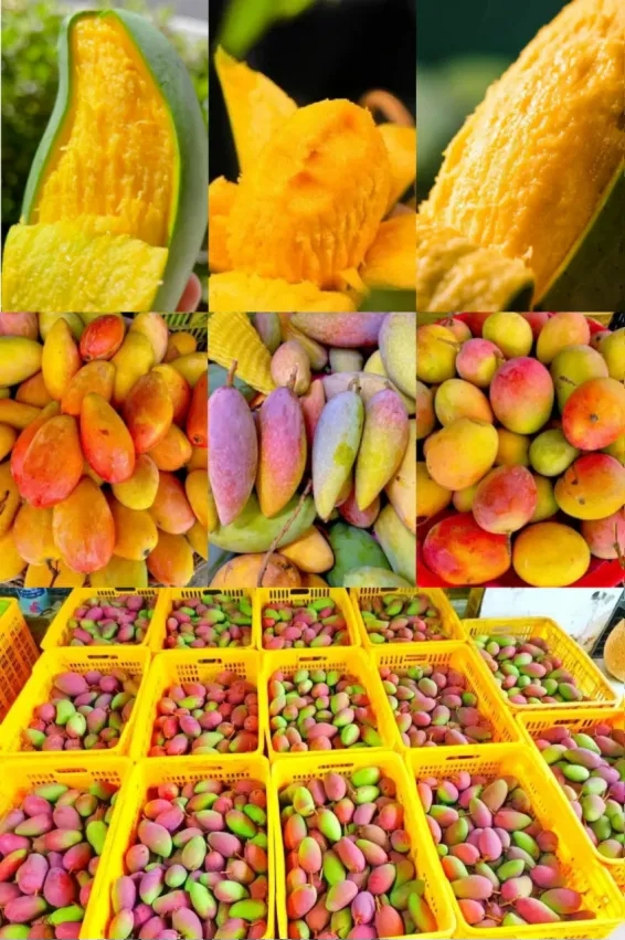 ▲芒果。自治区文旅厅供图