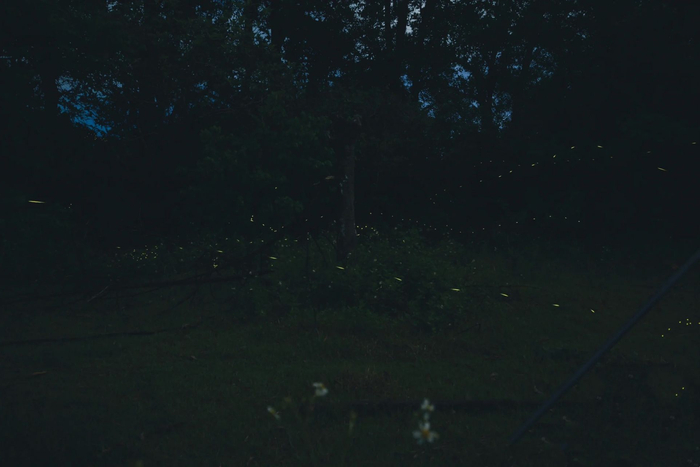 图片来源：@一只海胆