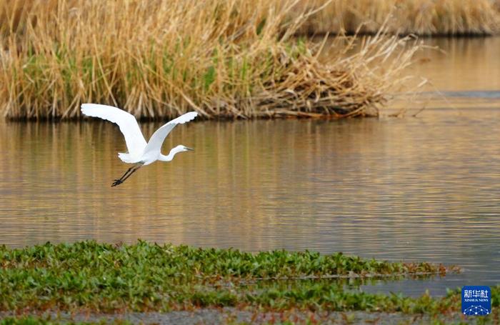   一只白鹭在拉鲁湿地水面上飞翔（5月5日摄）。新华社记者 张汝锋 摄