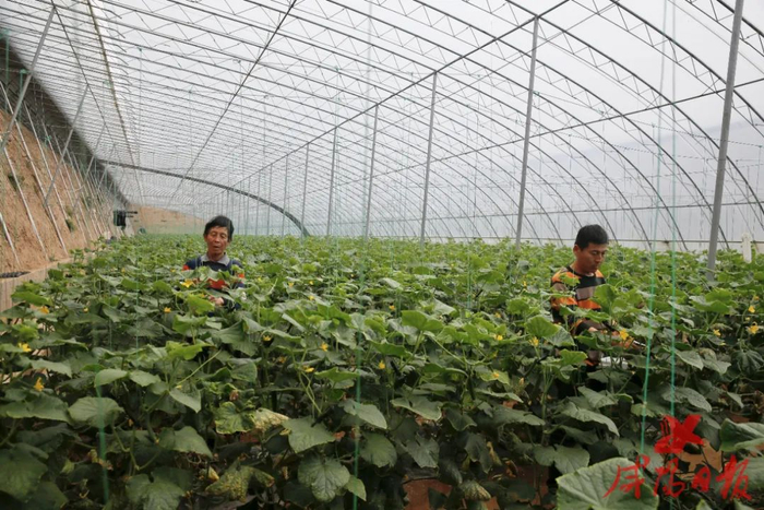 昭陵镇肖东村村民在采摘小乳瓜。