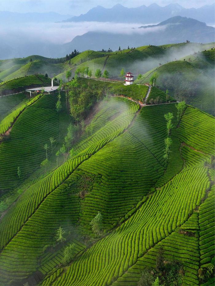 走马镇茶园图片