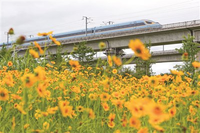 　　图③：5 月 5 日，一辆列车从安徽省黄山市徽州区西溪南镇的金鸡菊花海旁经过。新华社发（施亚磊 摄）