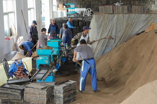 水稻育秧工作启动,确保丰收"好苗头"